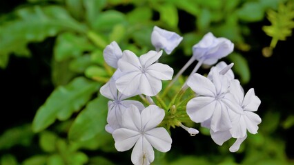 Plumbago auriculata also known as Cape Plumbago, Leaderwort, Blister leaf, Quaker Blossom etc