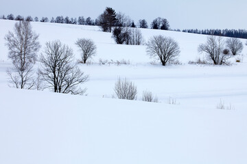 淡い雪原の木々（美瑛町）