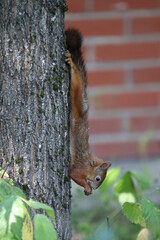 Red squirrel in tree