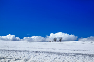 融雪剤散布跡の丘（美瑛町）
