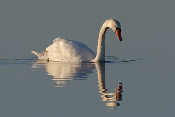 Mute Swan (Cygnus olor) swimming