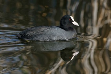 Eurasian Coot (Fulica atra) swimming