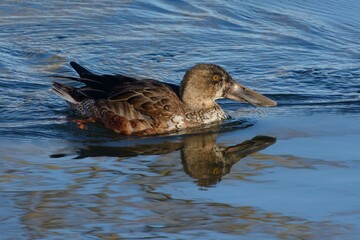 Male Northern Shoveler (Spatula clypeata) in drab eclipse plumage