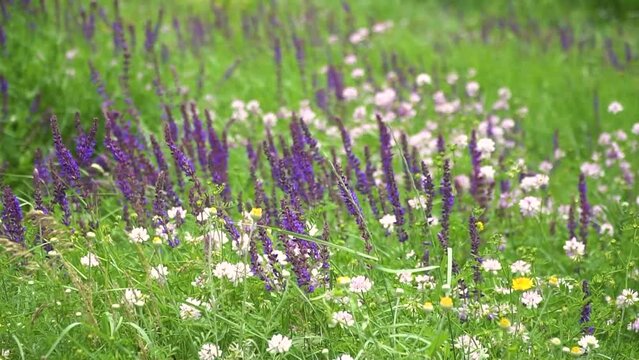 Lavender flower blooming scented fields in endless rows on sunset. Selective focus on Bushes of lavender purple aromatic flowers at lavender fields of the French Provence near Paris.