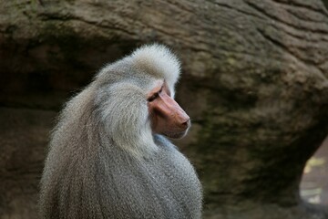 Close-up of a white baboon, photographed from behind, looking to the side.