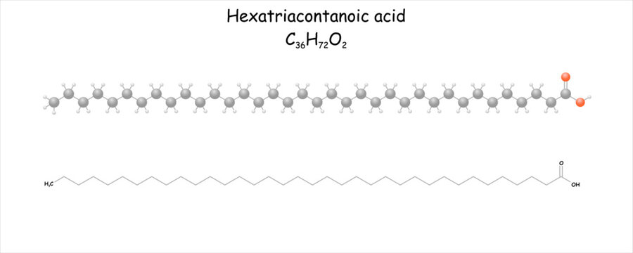 Simplified molecule model/structural formula of hexatriacontanoic acid. Saturated fatty acid.