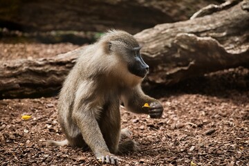 Full body shot of a baboon focussing on something with interest and holding a leaf in his hand.