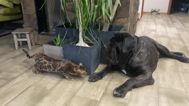 Bengal cat meets big dog Mastino Neapoletano