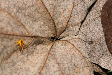 dry brown leaf macro photo