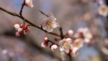 梅の花が2月を暖かく感じさせる