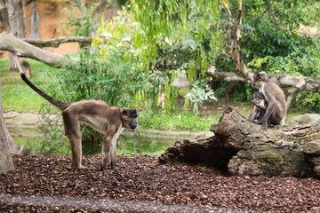 Long distance shot of a white-crowned manga family, the baby sits with his mother, the father observes the area.