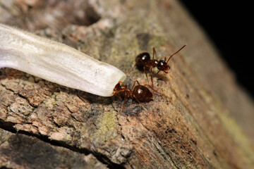 crematogaster scutellaris ant macro photo