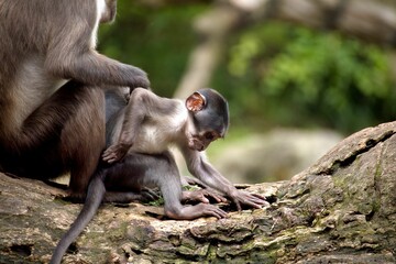 Full body shot of white-crowned manga baby sitting with his mommy.