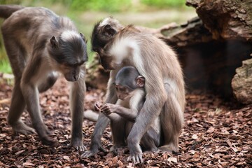 white-crowned manga family sitting together and the baby is playing with something.
