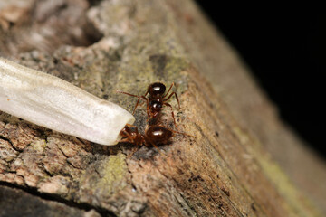 crematogaster scutellaris ant macro photo
