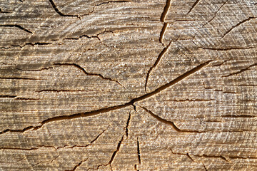 the texture of a sawn tree