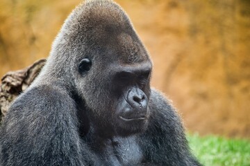 Portrait close-up of gorilla looking thoughtful, diffuse background.