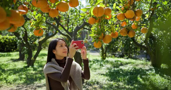 Tourist woman visit orange tree in the farm