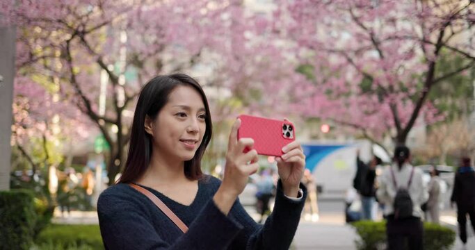 Woman take photo on Sakura tree in Spring time at Taiwan