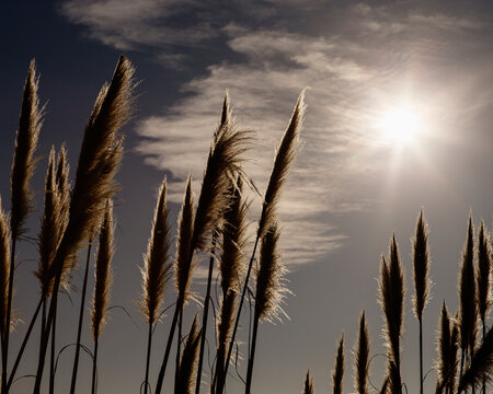 Giant cane reeds (Arundo donax) against sky