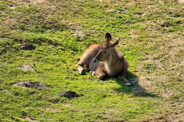 Antelope lying relaxed on a sunny meadow.