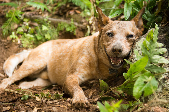 Australian Cattle Dog Lays Down Against A Rock In The Forest To Catch A Breather
