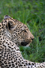 Naklejka na ściany i meble Portrait of a beautiful female leopard lying in the lush green grass, Greater Kruger. 