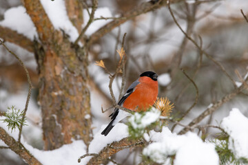 Bird (bullfinch) on a pine tree with snow