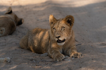 Cute little lion cub lying in a shady spot in the sand looking up, Greater Kruger.