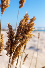 Reeds against the blue sky