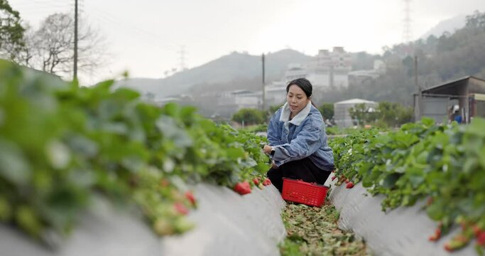 Woman visit Tourist Dahu Strawberry field farm in Miaoli of Taiwan