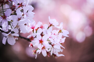 春の訪れと美しい桜の花