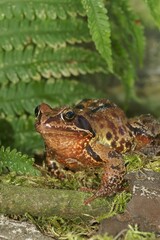 Closeup on a common European brown frog, Rana temporaria