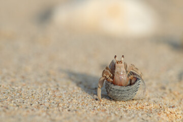Hermit crab (Paguroidea) in a shell on a sandy the beach.