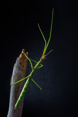 Green walking stick, stick bug, phobaeticus serratipes standing on tree branch with black background. Macro animal, nature background