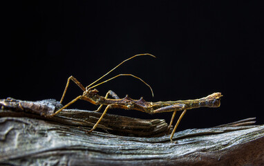 Brown stick bug, walking insect, phasmatodea standing on wood with black background. Macro photo