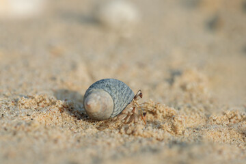 Hermit crab (Paguroidea) in a shell on a sandy the beach.