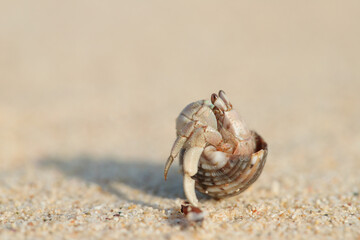 Hermit crab (Paguroidea) in a shell on a sandy the beach.