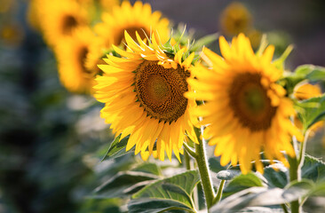 A sunflower field on a hill with blue sky.