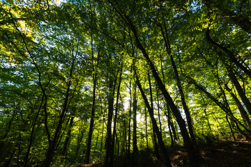 Fototapeta na wymiar Silhouette of trees in the lush forest. Carbon net zero concept photo