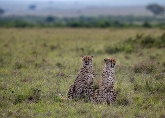 cheetah  in the vast wilderness of Africa