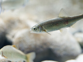 Souffia or Western Vairone (Telestes souffia).