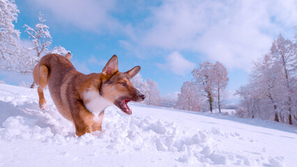 CLOSE UP Energetic and adorable young dog jumping and running in deep fresh snow