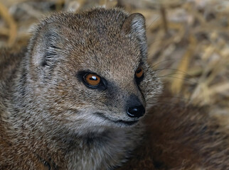 A mongoose is a small terrestrial carnivorous mammal belonging to the family Herpestidae. This family is currently split into two subfamilies, the Herpestinae and the Mungotinae. 