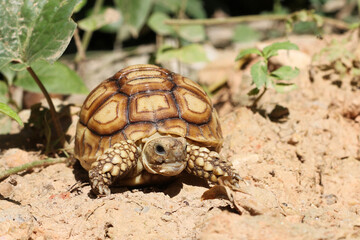 African Sulcata Tortoise Natural Habitat,Close up African spurred tortoise resting in the garden, Slow life ,Africa spurred tortoise sunbathe on ground with his protective shell ,Beautiful Tortoise