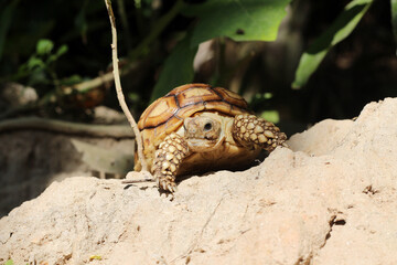 African Sulcata Tortoise Natural Habitat,Close up African spurred tortoise resting in the garden,...