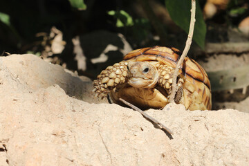 African Sulcata Tortoise Natural Habitat,Close up African spurred tortoise resting in the garden, Slow life ,Africa spurred tortoise sunbathe on ground with his protective shell ,Beautiful Tortoise