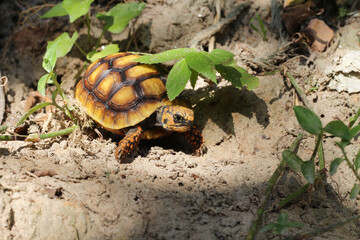 Cute small baby Red-foot Tortoise in the nature,The red-footed tortoise (Chelonoidis carbonarius) is a species of tortoise from northern South America