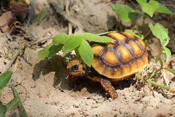 Cute small baby Red-foot Tortoise in the nature,The red-footed tortoise (Chelonoidis carbonarius) is a species of tortoise from northern South America