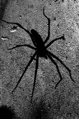 spider on the wall